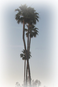 we trim palm trees